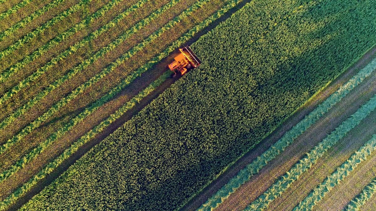 Agricultural harvesting at the last light of day, aerial view.