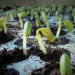 Soybeans Rally Off Early Lows as Traders Eye Monday Trade Announcement